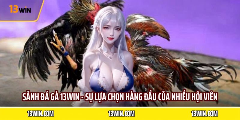 Sảnh đá gà 13WIN - sự lựa chọn hàng đầu của nhiều hội viên